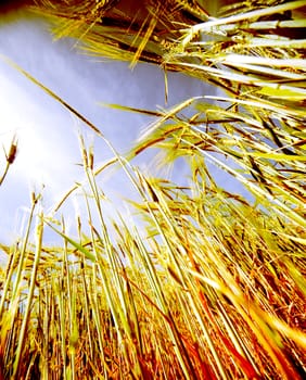Close up image of wheat field against the sky