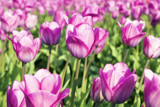 Field of Pink Tulip Flowers Blooming in Springtime