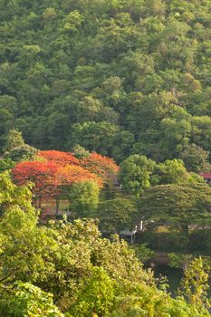 View of forrest of green pine trees on mountainside