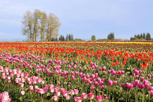 Colorful Flowers Blooming in Tulip Field in Springtime with Clear Blue Sky