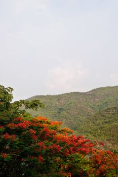 View of forrest of green pine trees on mountainside