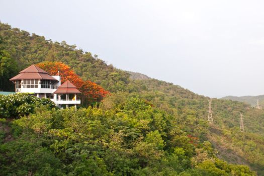 View of forrest of green pine trees on mountainside