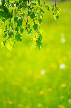 green leaves foliage at springtime outside in the nature