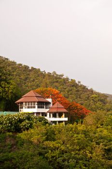 View of forrest of green pine trees on mountainside