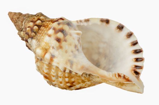 Sea shell isolated on white background.