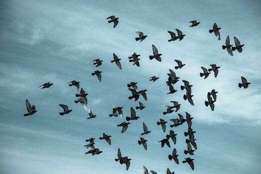 Silhouettes of pigeons flying in the sky.