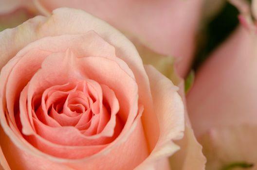 Pink rose flower background, top view closeup.