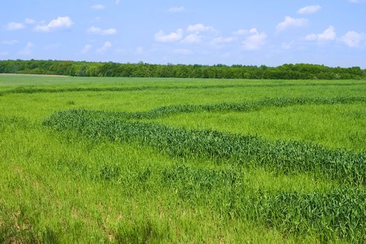 Rural landscape with field and forest. Uneven  wheat sowing after unfavourable weather arid