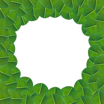 Green Leaf Background, space for text