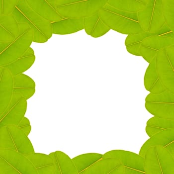 Green Leaf Background, space for text