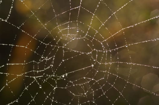 Close-up of the spider web with glistening dewdrops