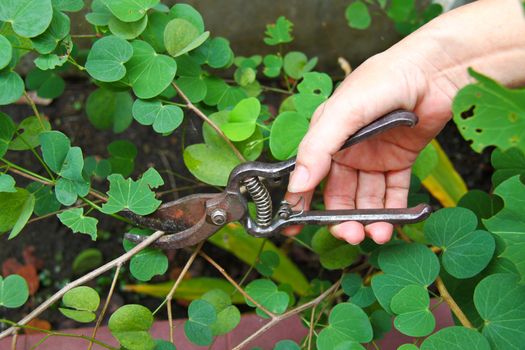 Woman's hand pruning bushes