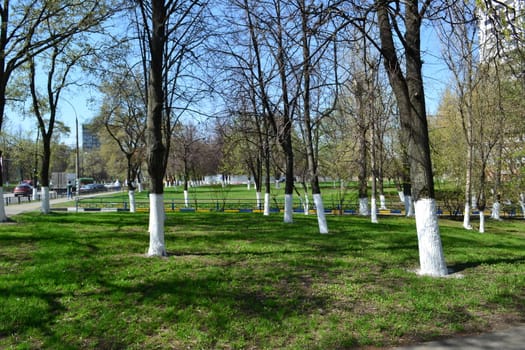 work in a garden - whitewashing of trees