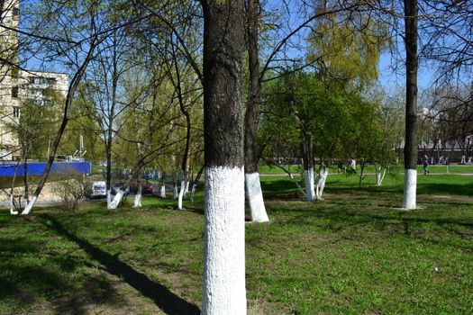 work in a garden - whitewashing of trees