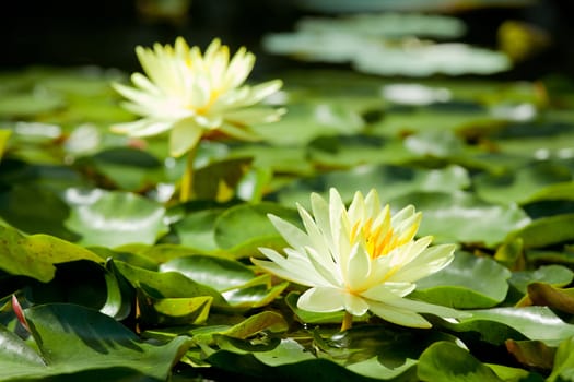 Yellow Water Lily lotus using in Spa, Focus at front one