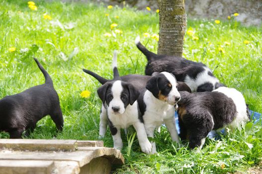 cute puppies in the meadow looking curios