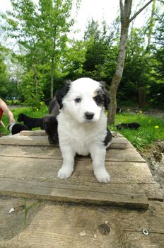 cute puppies in the meadow looking curios