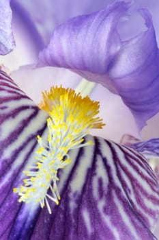 detail of iris germanica violet with its stamens and pollen in the foreground