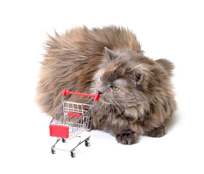 Cat with Shopping Cart on white background