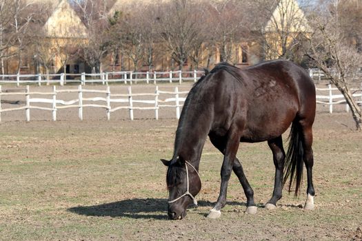 black horse grazing