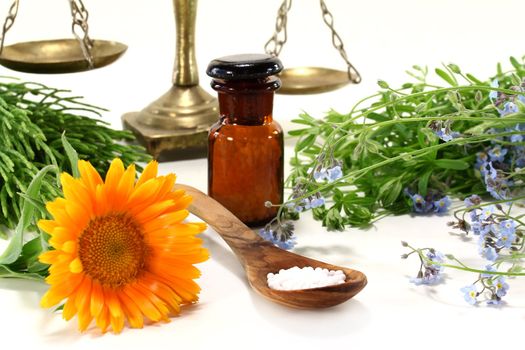 fresh medicinal herbs and globules on a light background