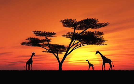 This image shows an idyllic sunset with giraffe and  umbrella acacia