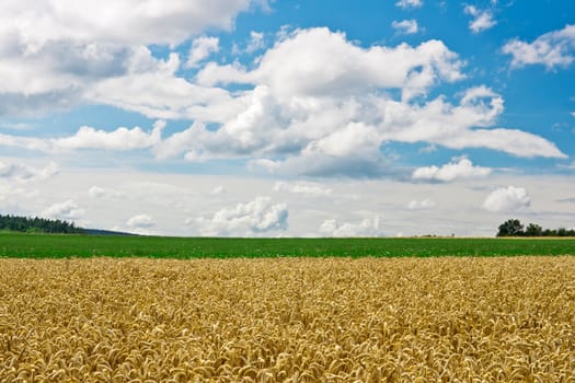 This image shows a cornfield with meadow, sky and clouds