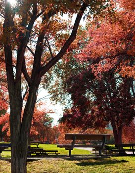 Idilic image of park bench and trees