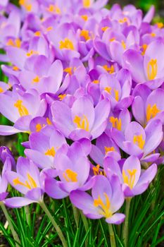 This image shows a flowerbed with purple crocus