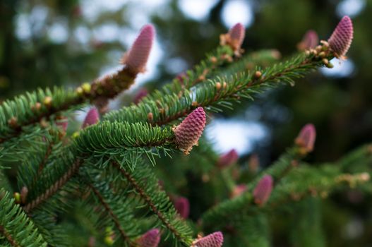 flowering fir branch with fresh blossoms in spring