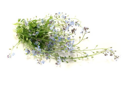 blue speedwell with flowers and leaves on a bright background