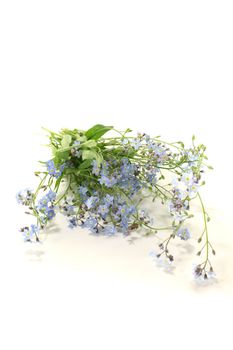 fresh blue speedwell with flowers and leaves on a bright background