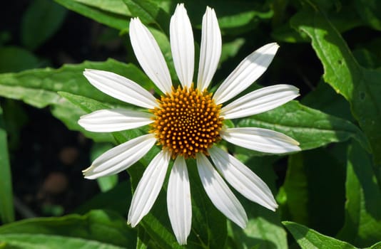This image shows a macro from a white coneflower