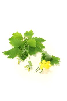 yellow greater celandine with flowers and leaves on a bright background