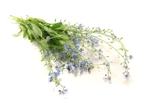 fresh speedwell with flowers and leaves on a bright background