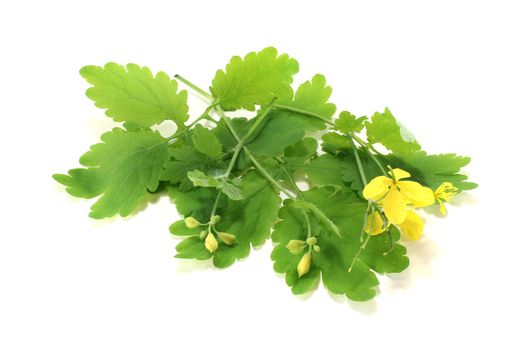 fresh yellow greater celandine with flowers and leaves on a bright background