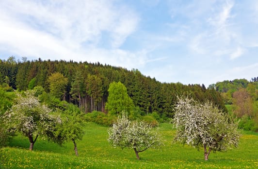 This image shows a landscape in spring