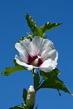 this image shows a bloom from hibiscus