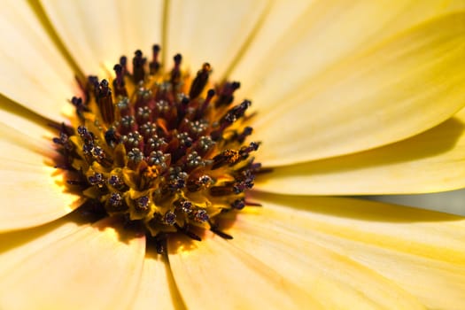 Yellow African daisy or Osteospermum in close view