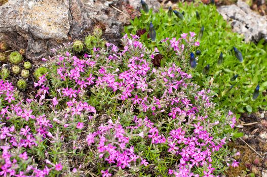 Rockery with gentian and different flowers in the garden in springtime