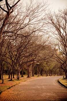 beautiful autumn wayside trees