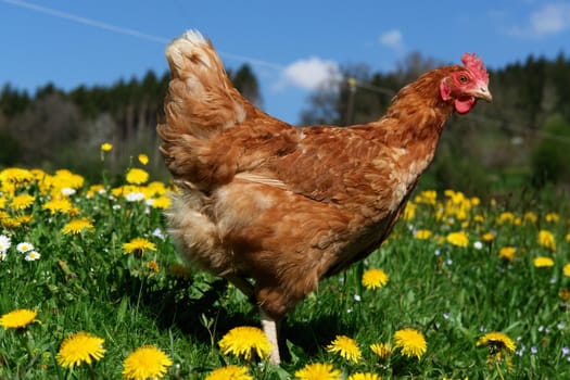 Hen outside in the meadow at spring