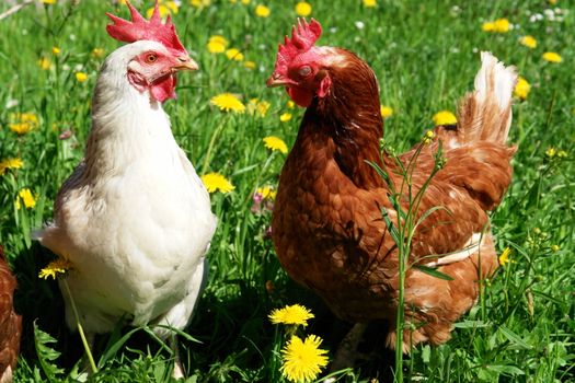 Hen outside in the meadow at springtime