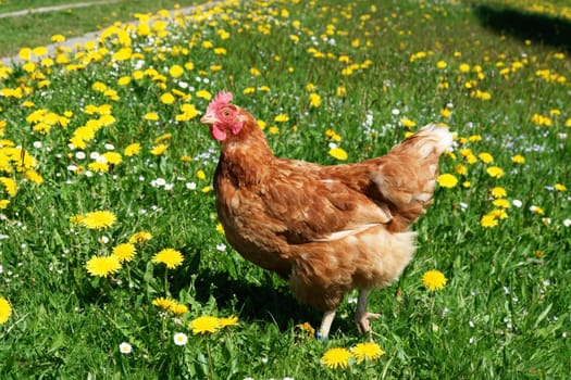 Hen outside in the meadow at spring