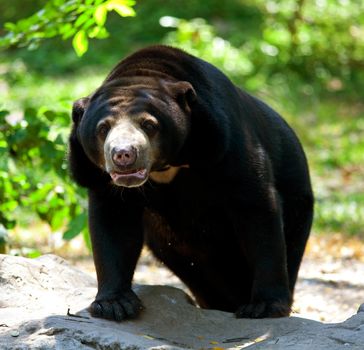 Black Bear Standing