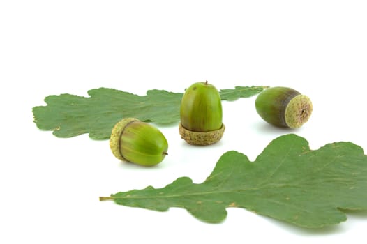 Acorns and leaves of oak