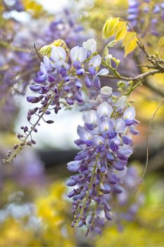 Chinese Wisteria or Wisteria sinensis flowering  in spring