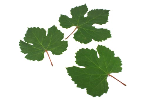 Three green leaves of vine over white