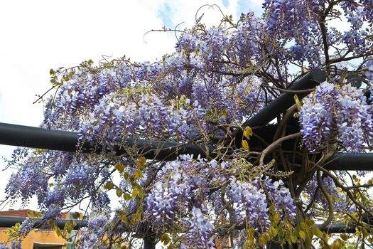 Chinese Wisteria or Wisteria sinensis growing and flowering  over modern pergola in spring