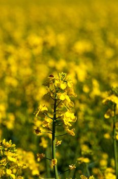 Rapeseed field with canola crops on blue sky